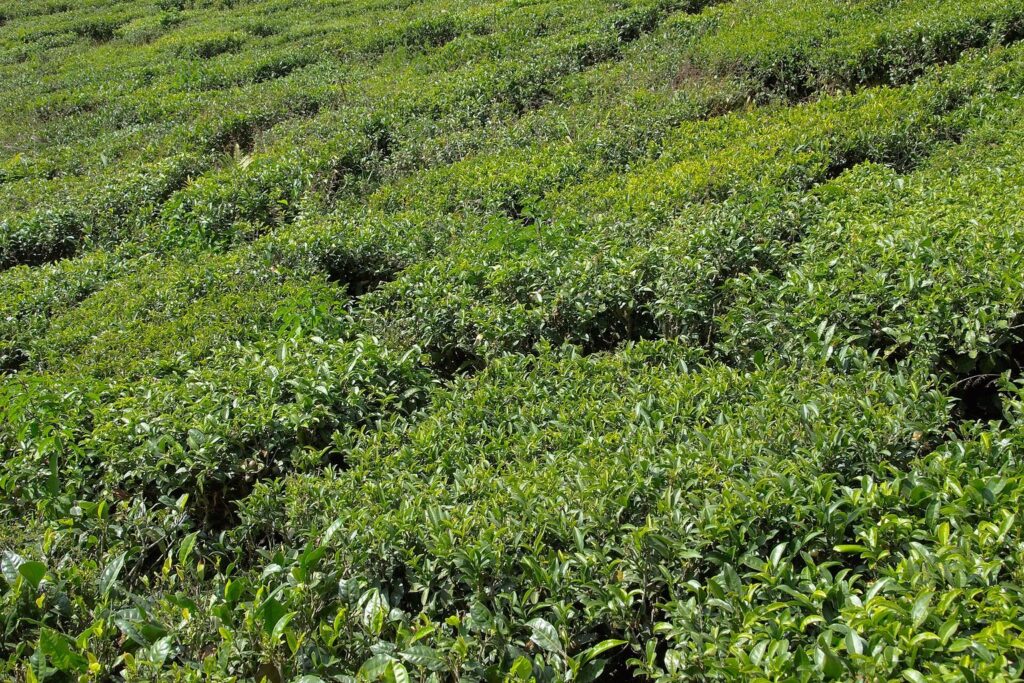 Grüne Teeplantage in den Hügeln von Darjeeling