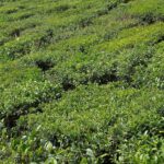 Grüne Teeplantage in den Hügeln von Darjeeling